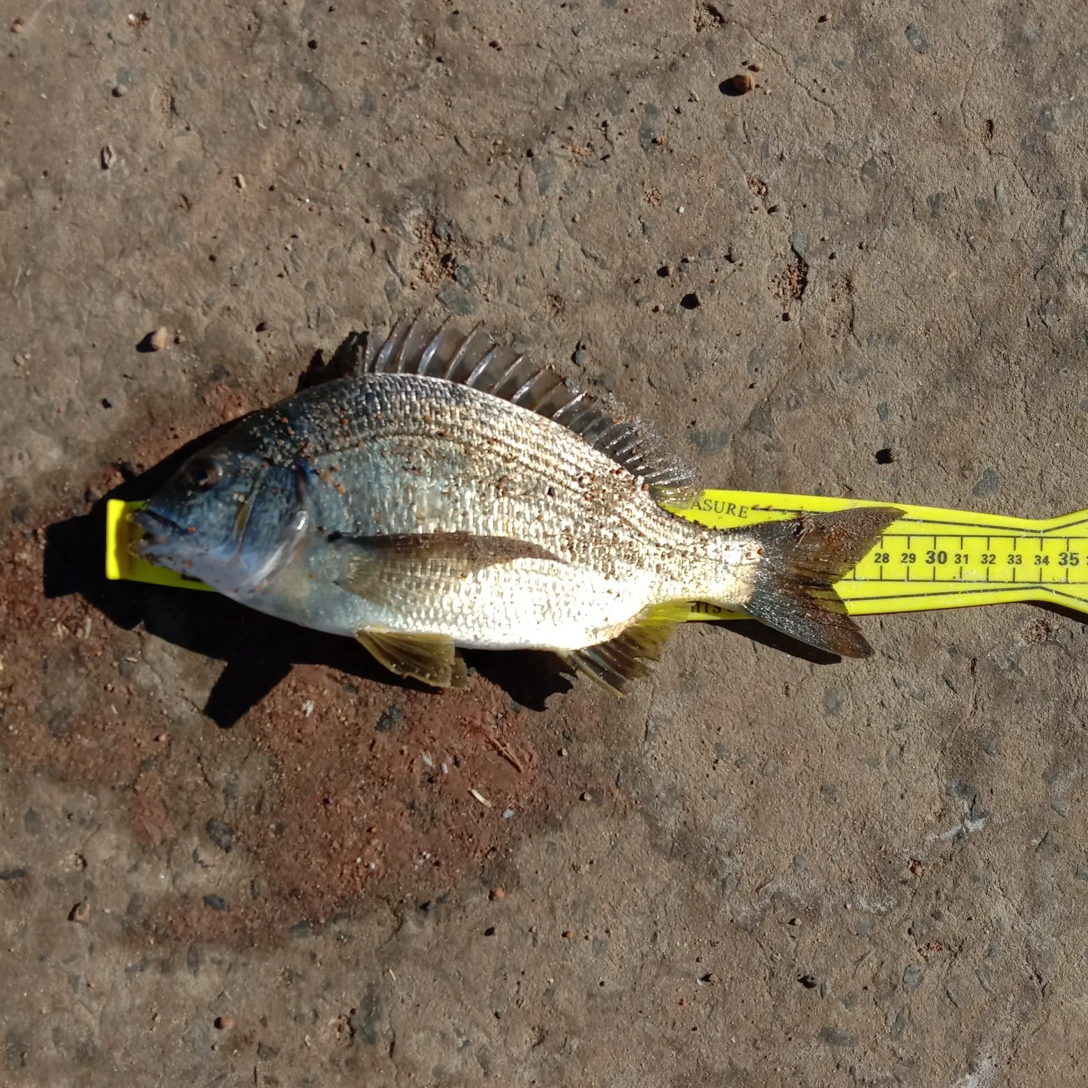 Fish caught on Fishbrain