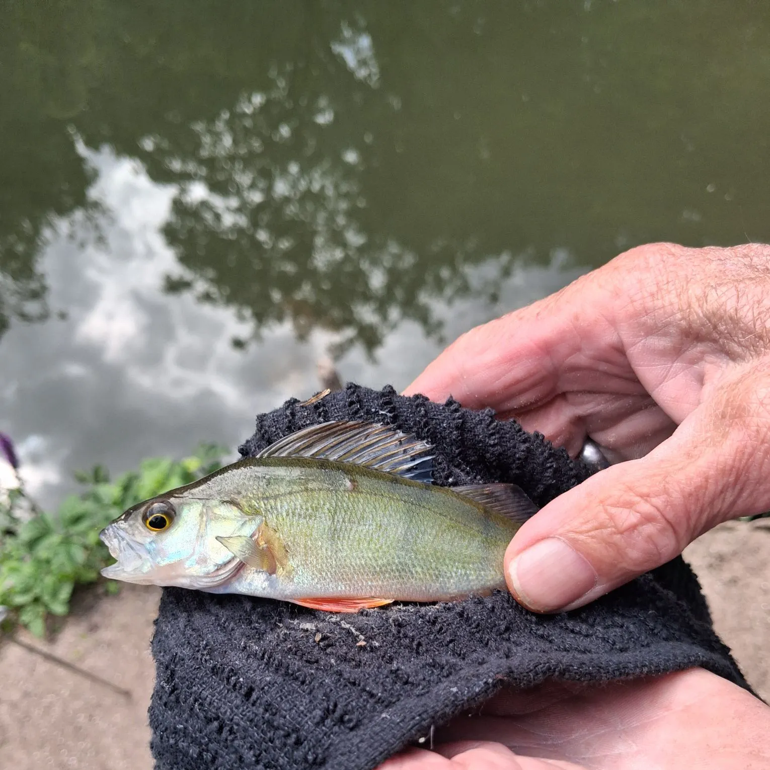 European perch caught on Fishbrain