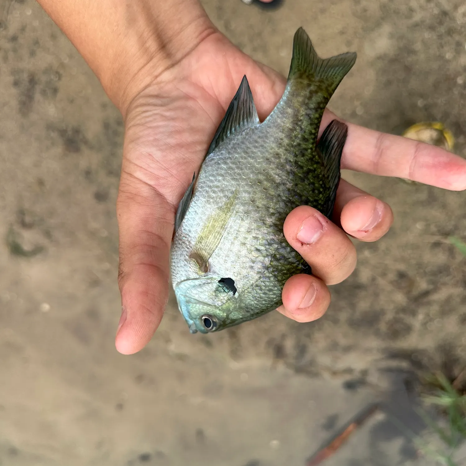 Bluegill caught on Fishbrain