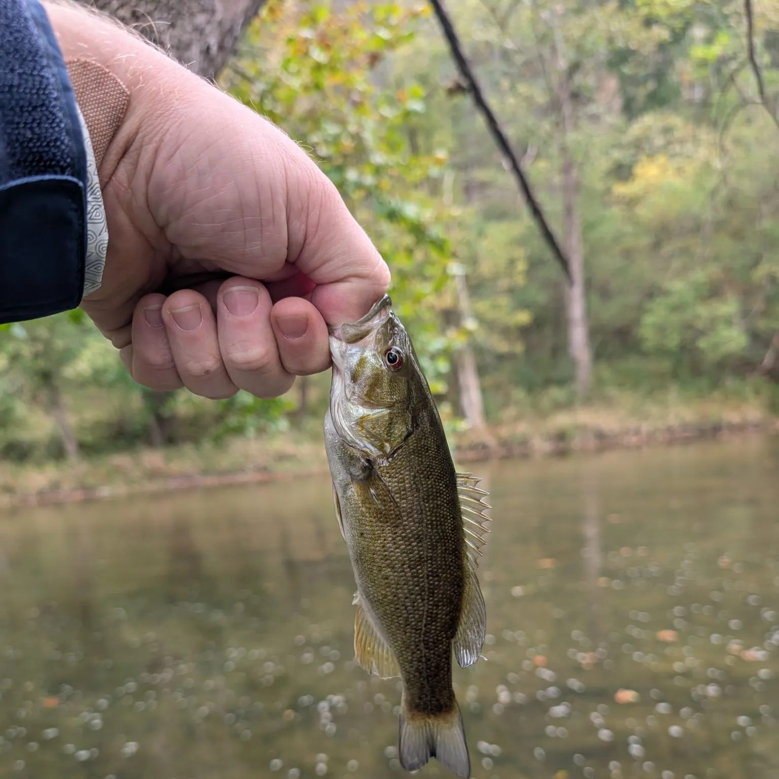 Smallmouth bass caught on Fishbrain