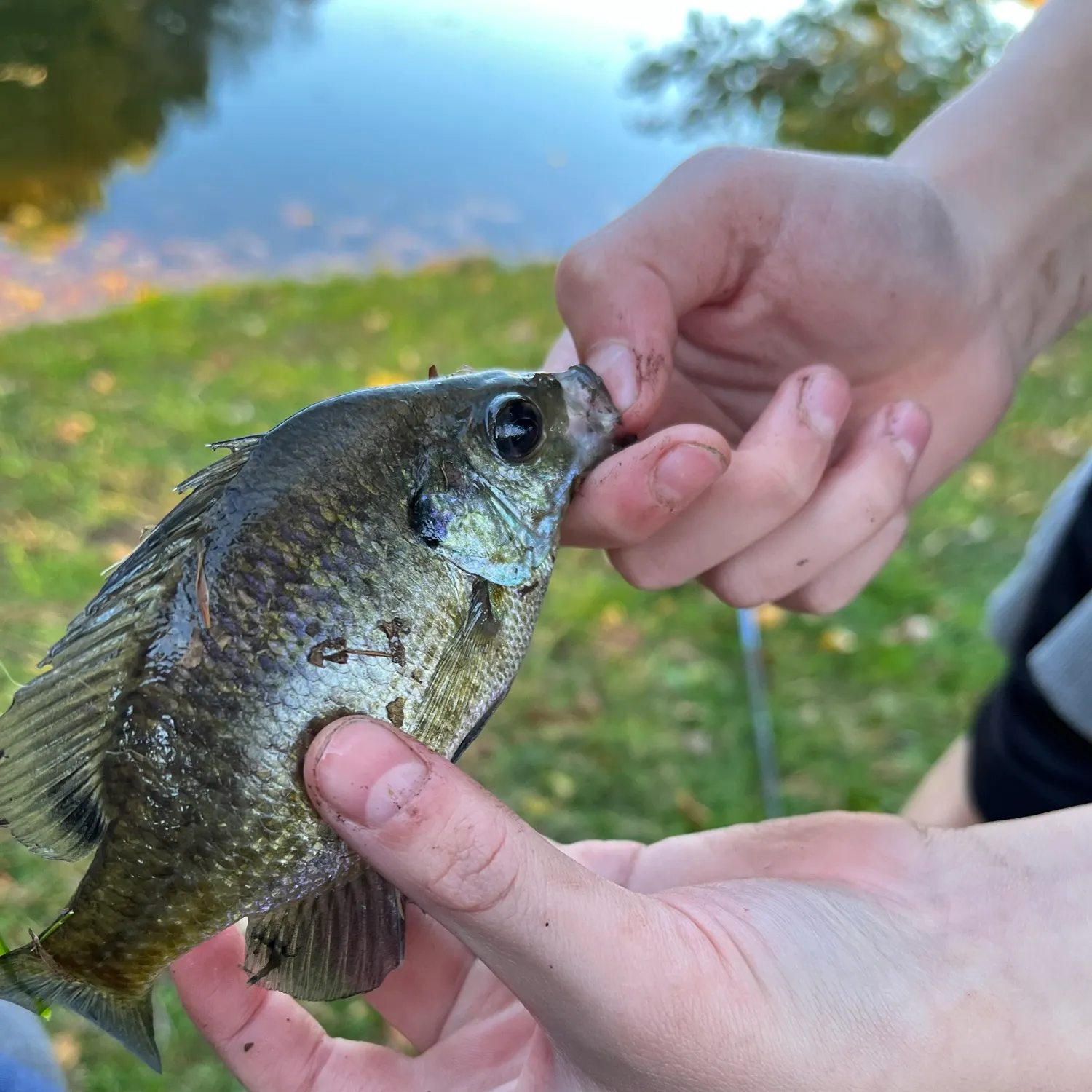 Bluegill caught on Fishbrain