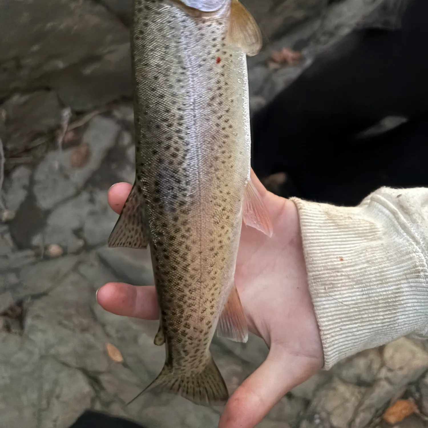 Rainbow trout caught on Fishbrain