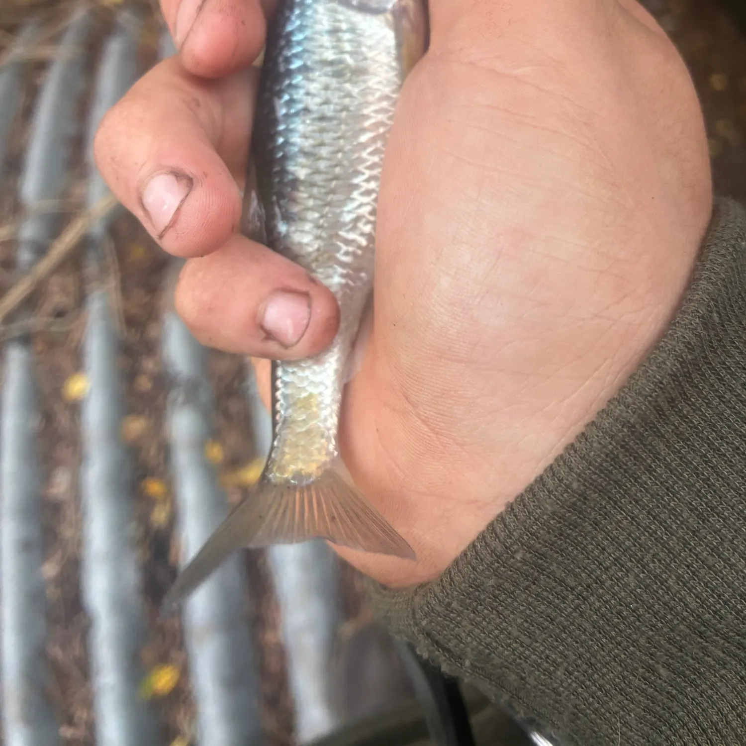 Striped shiner caught on Fishbrain