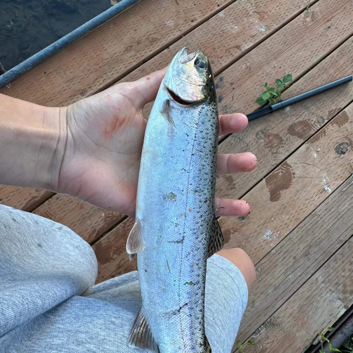 Rainbow trout caught on Fishbrain