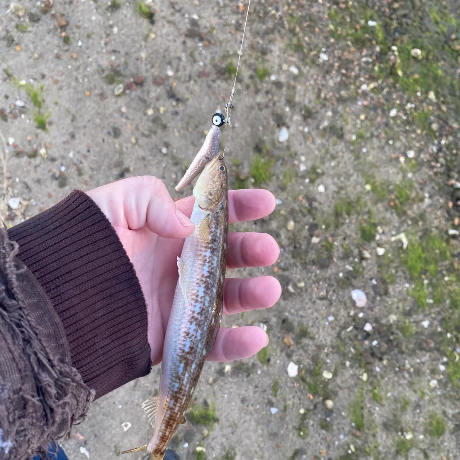 Inshore lizardfish caught on Fishbrain