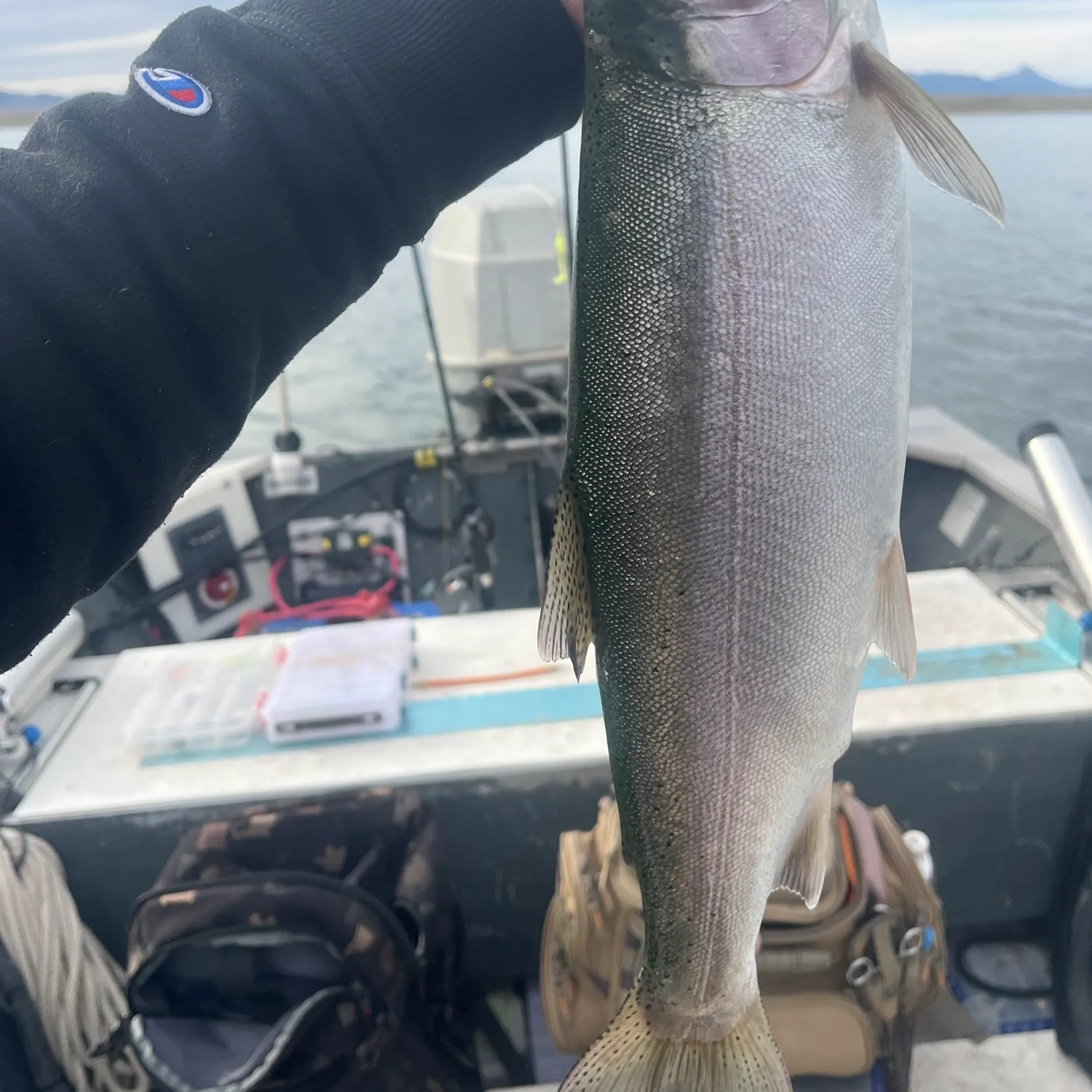 Rainbow trout caught on Fishbrain