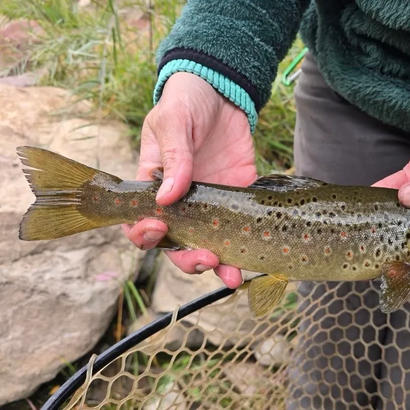 Brown trout caught on Fishbrain