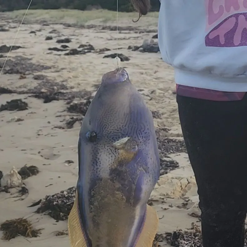The most recent Black reef leatherjacket catches on Fishbrain