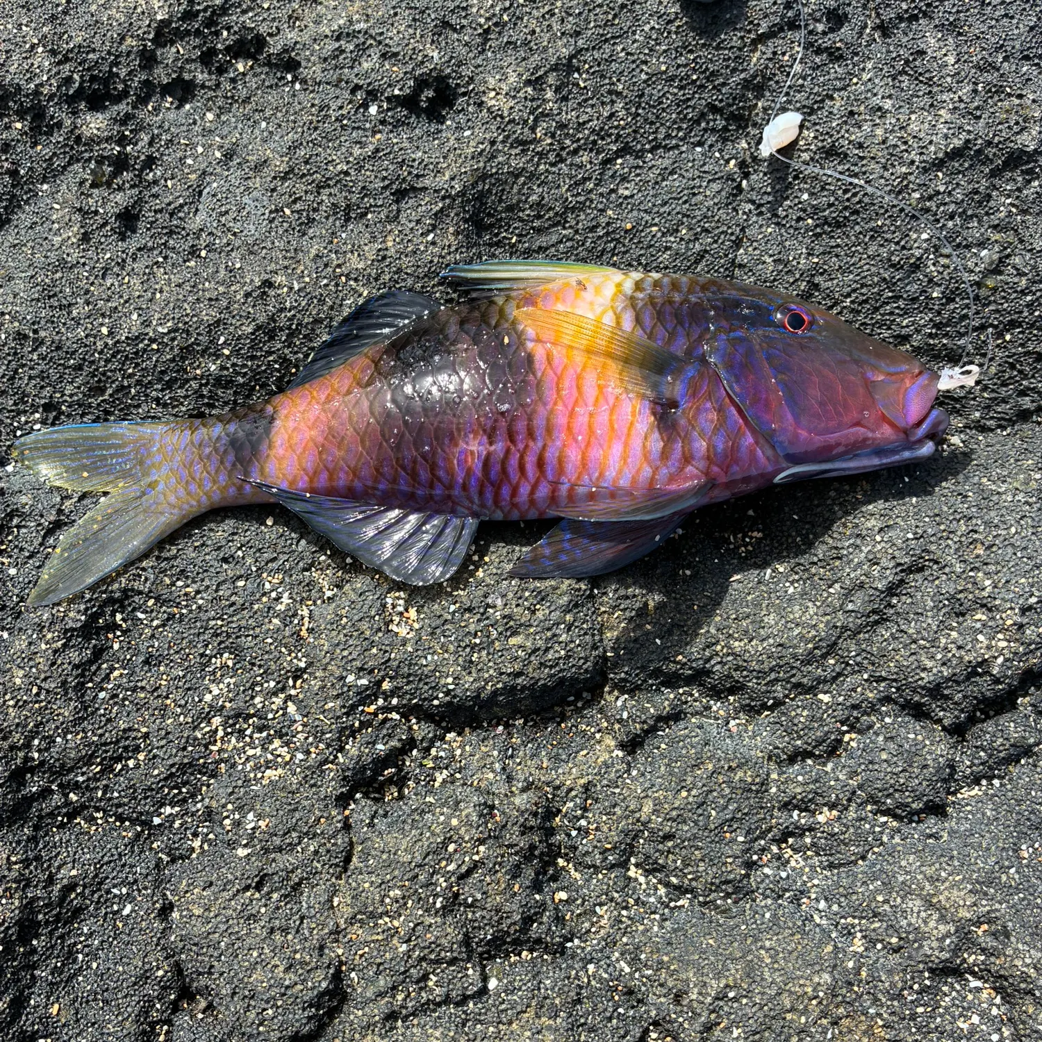 The most recent Goldsaddle goatfish catches on Fishbrain