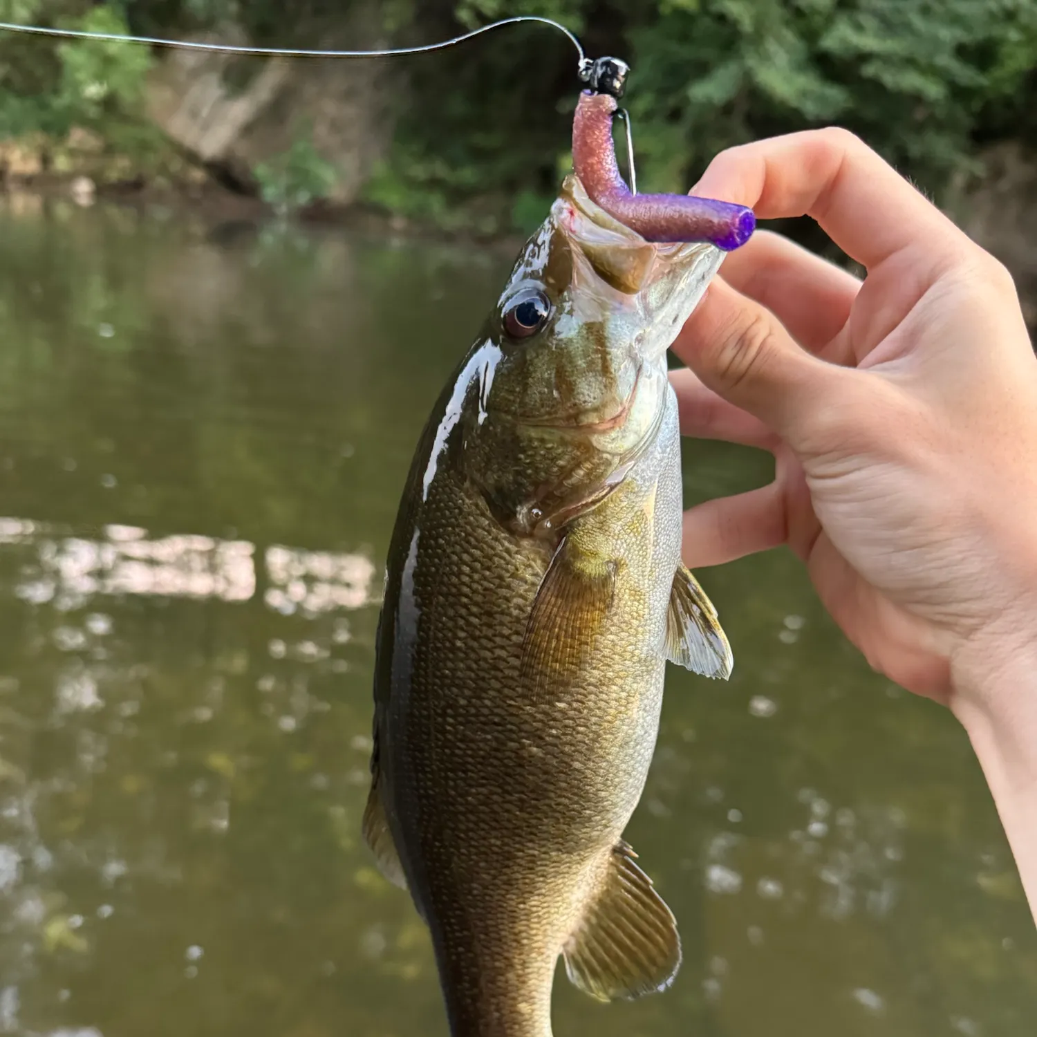 Smallmouth bass caught on Fishbrain
