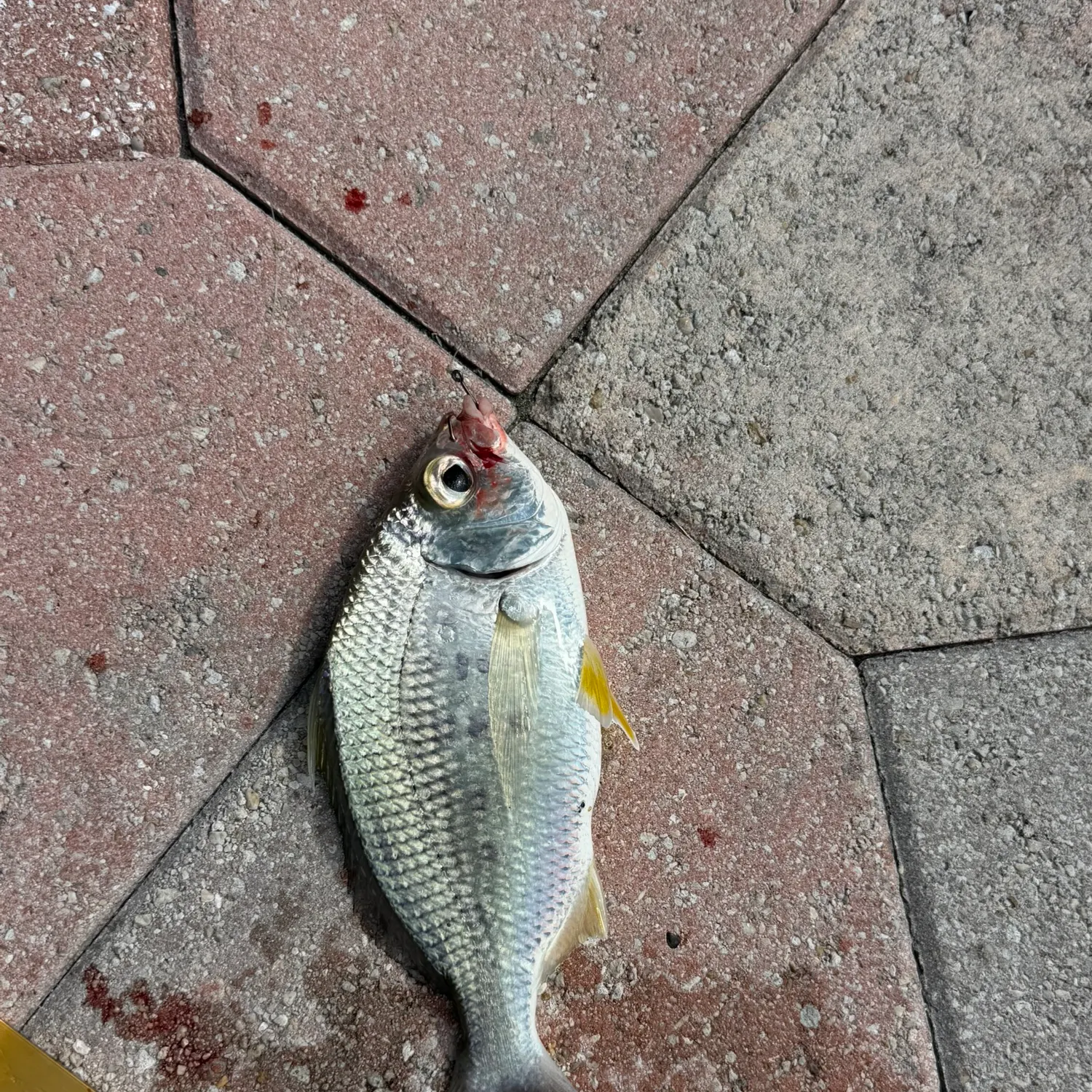 The most recent Striped mojarra catches on Fishbrain