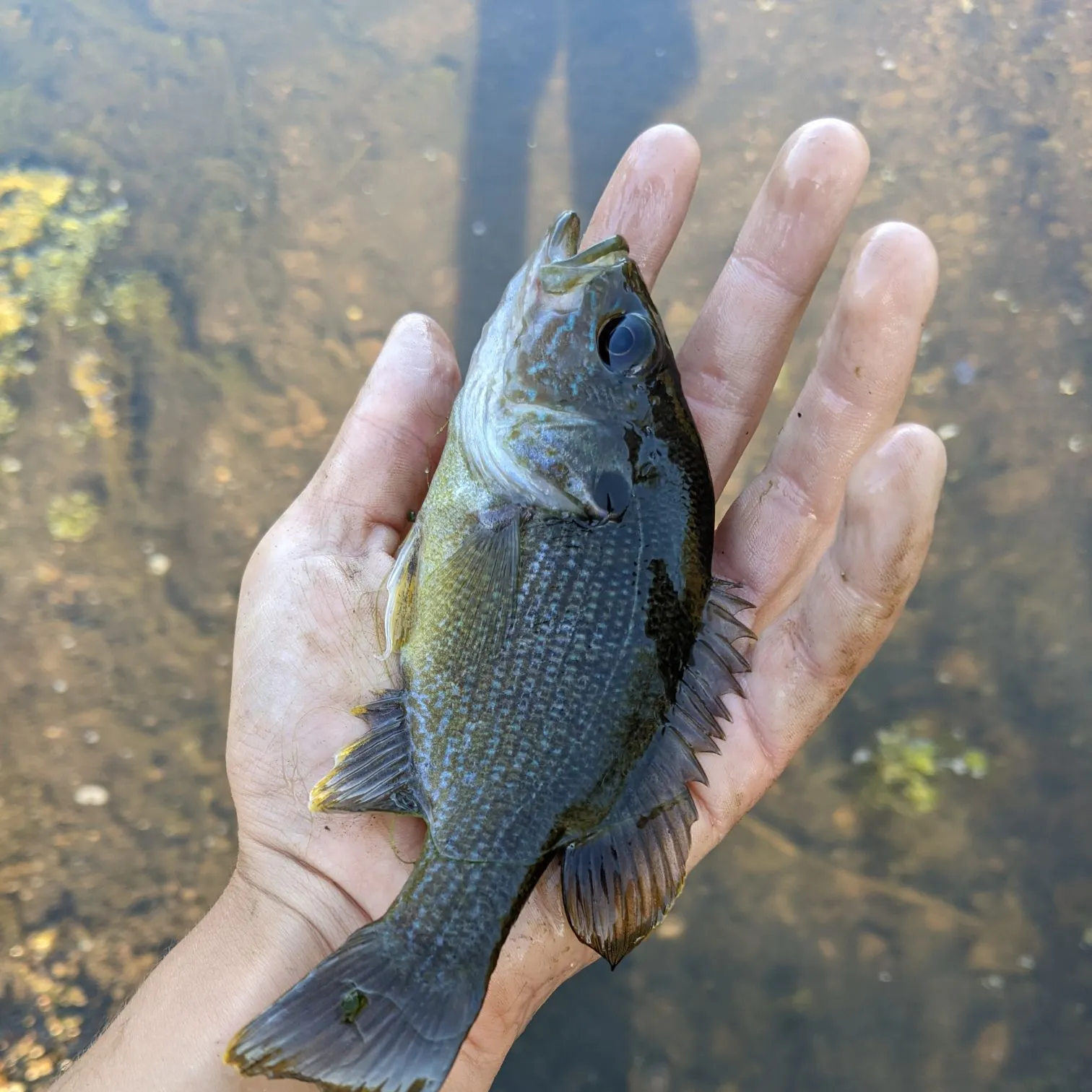Green sunfish caught on Fishbrain
