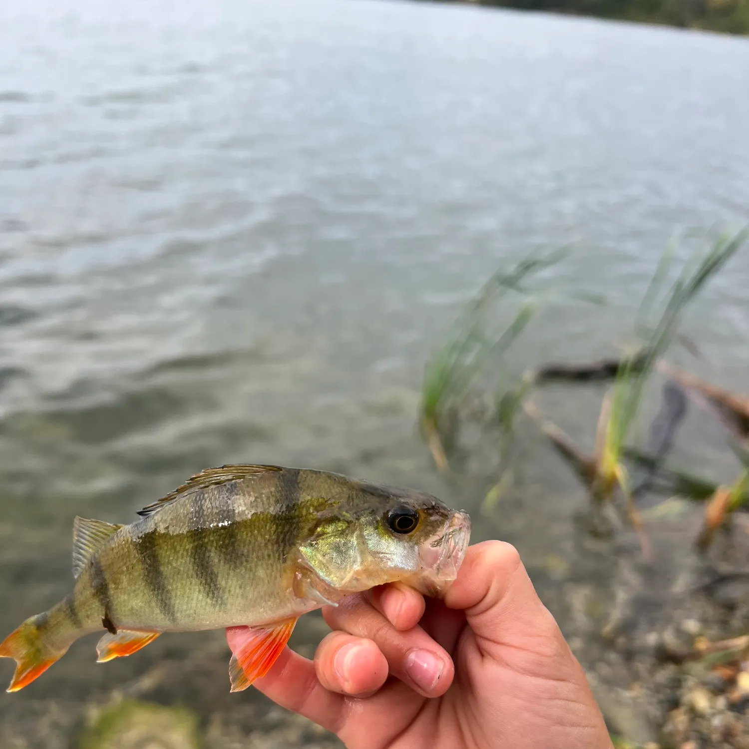 European perch caught on Fishbrain