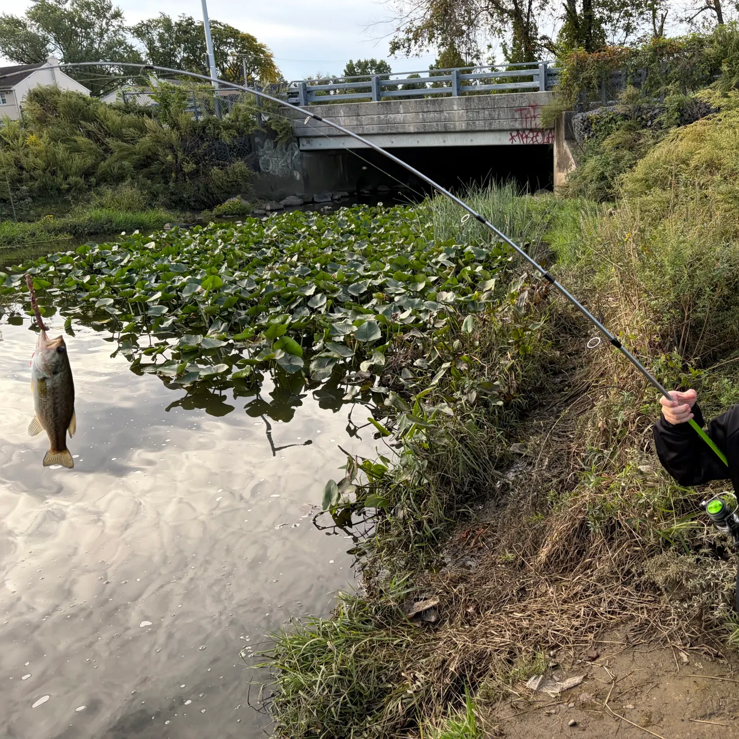 Largemouth bass caught on Fishbrain