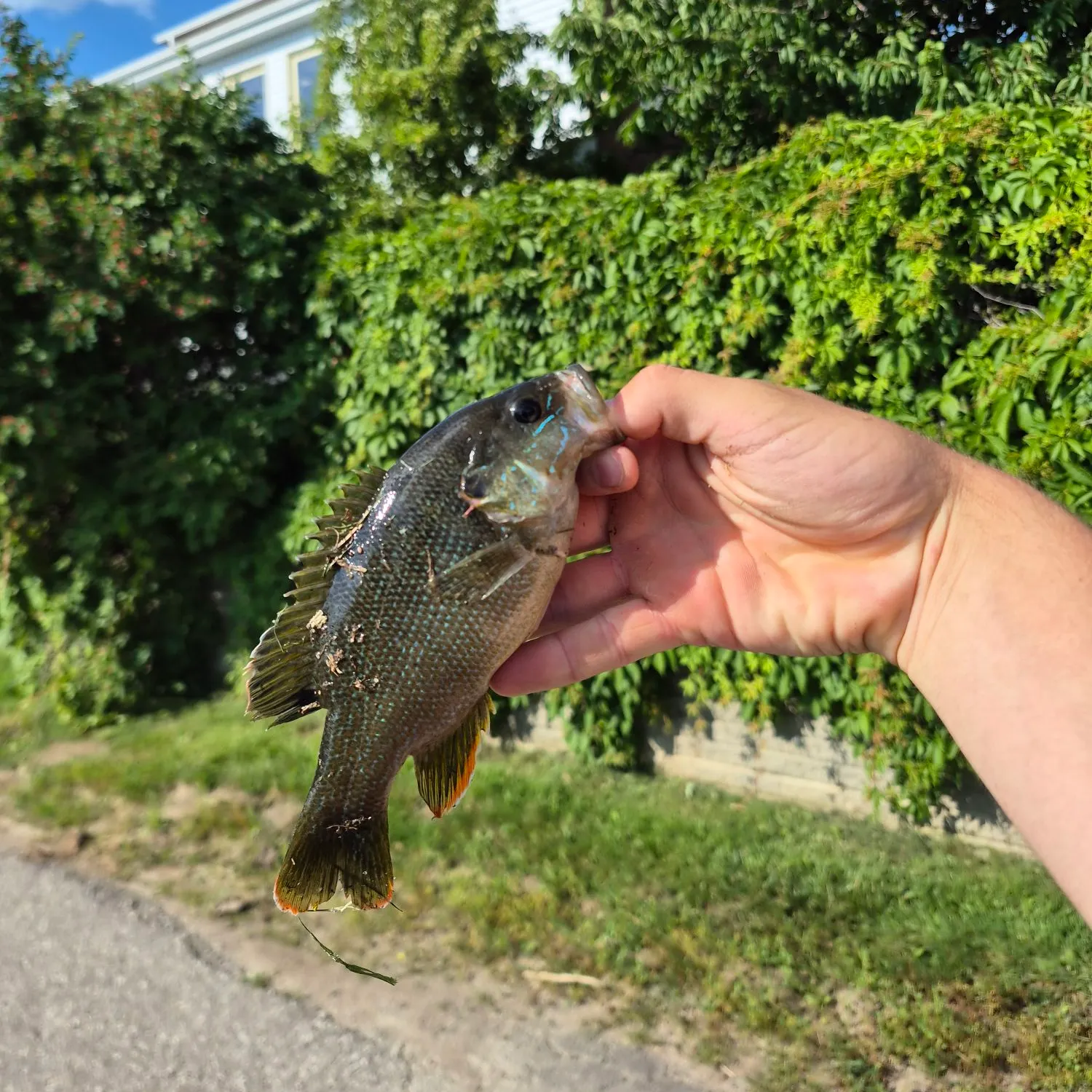 catch
