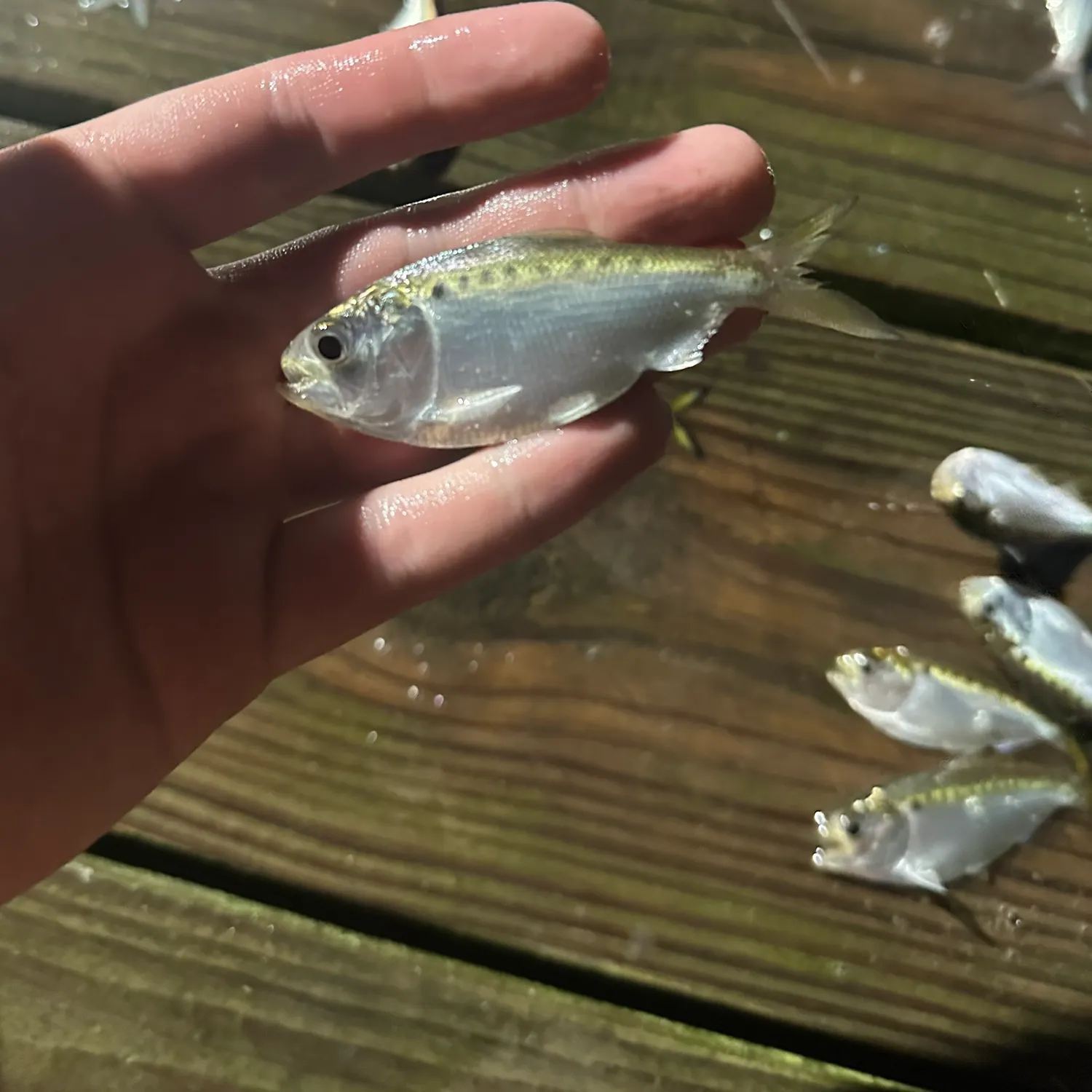 The most recent Finescale menhaden catches on Fishbrain