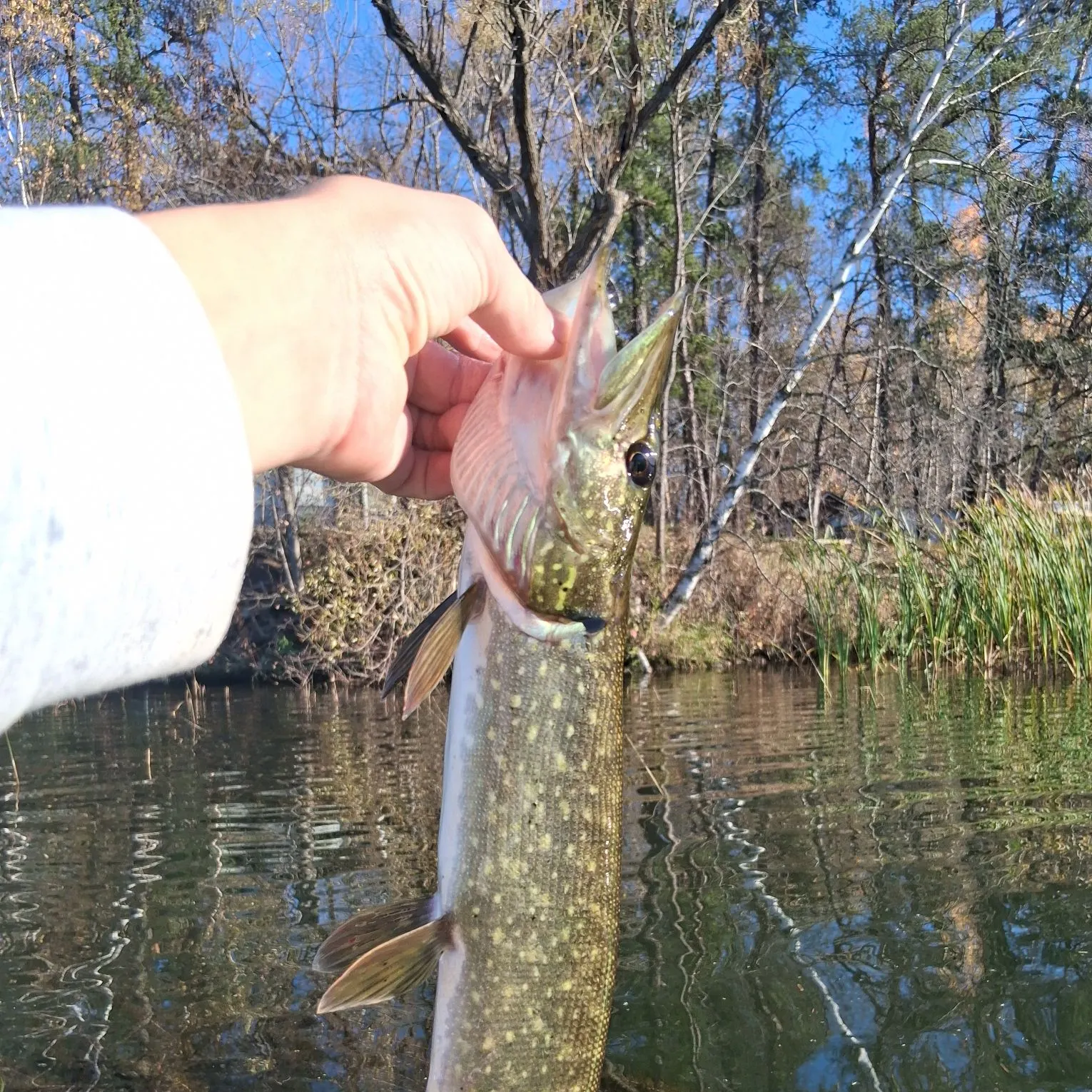 Northern pike caught on Fishbrain