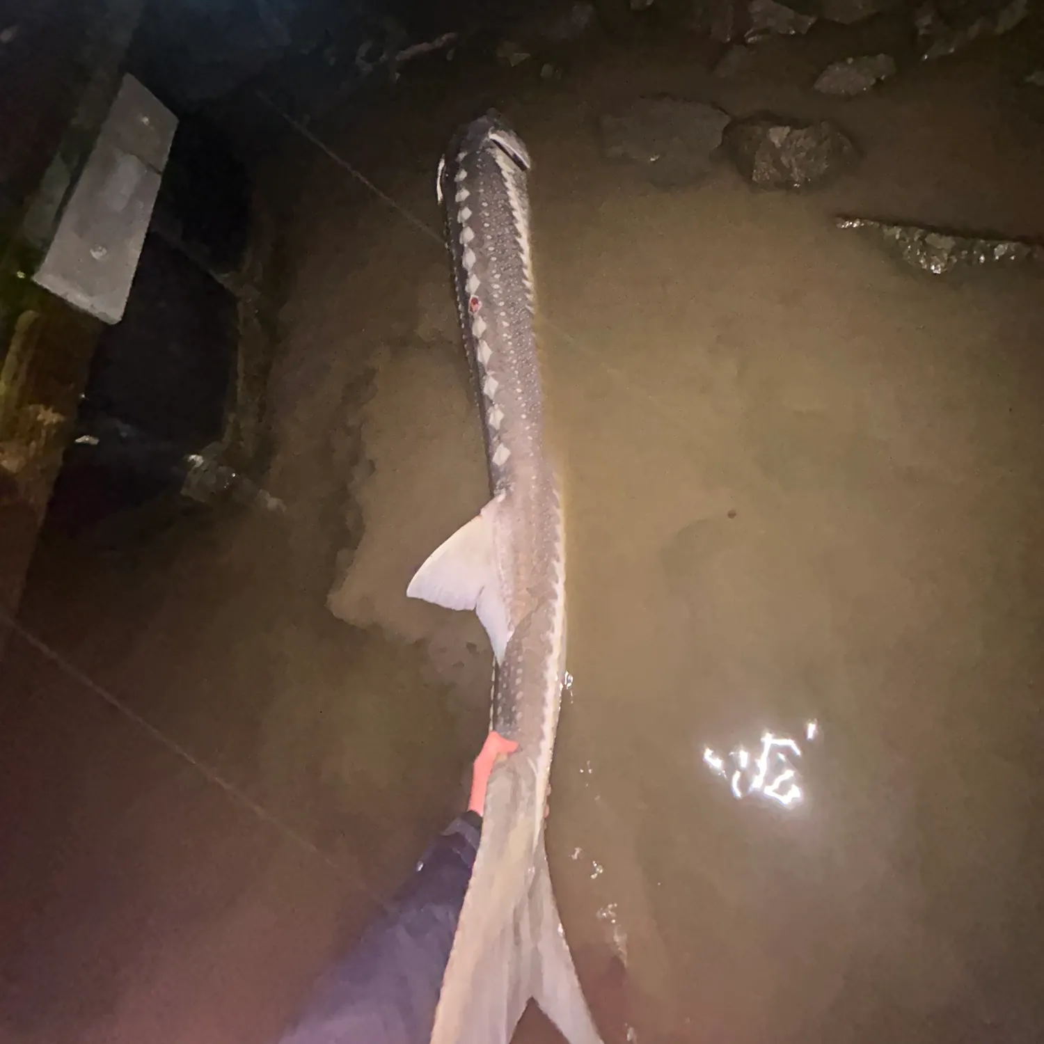 The most recent White sturgeon catches on Fishbrain