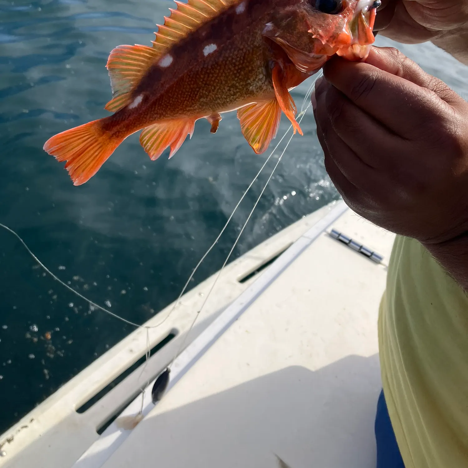 The most recent Honeycomb rockfish catches on Fishbrain