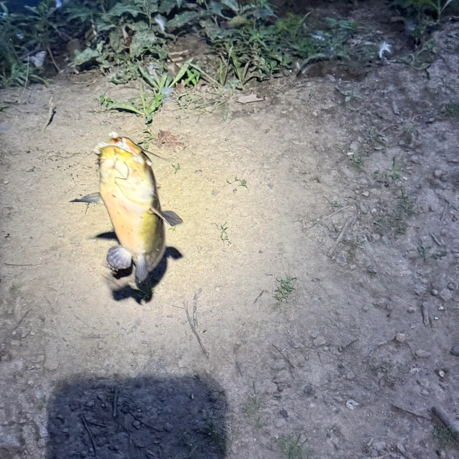 Black bullhead caught on Fishbrain