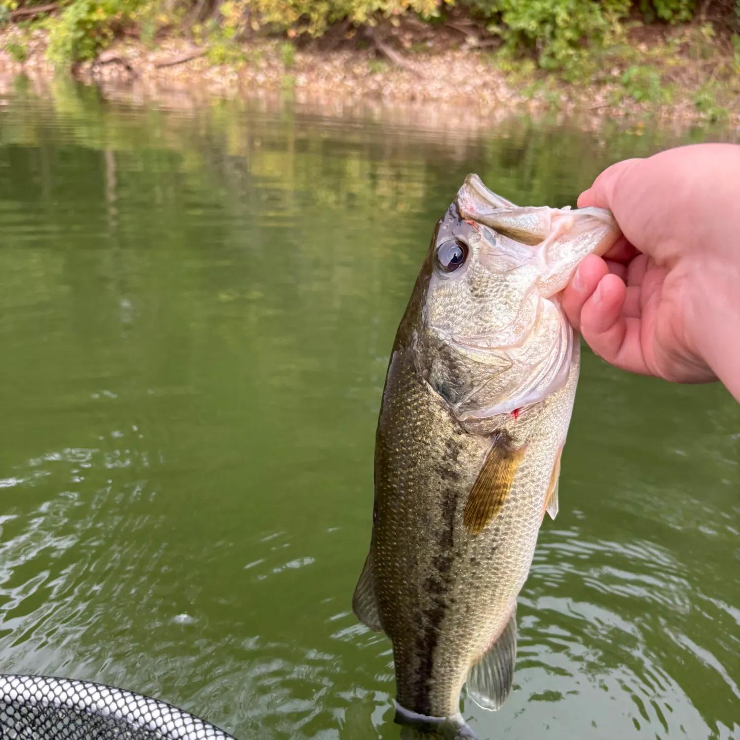 Fish caught on Fishbrain
