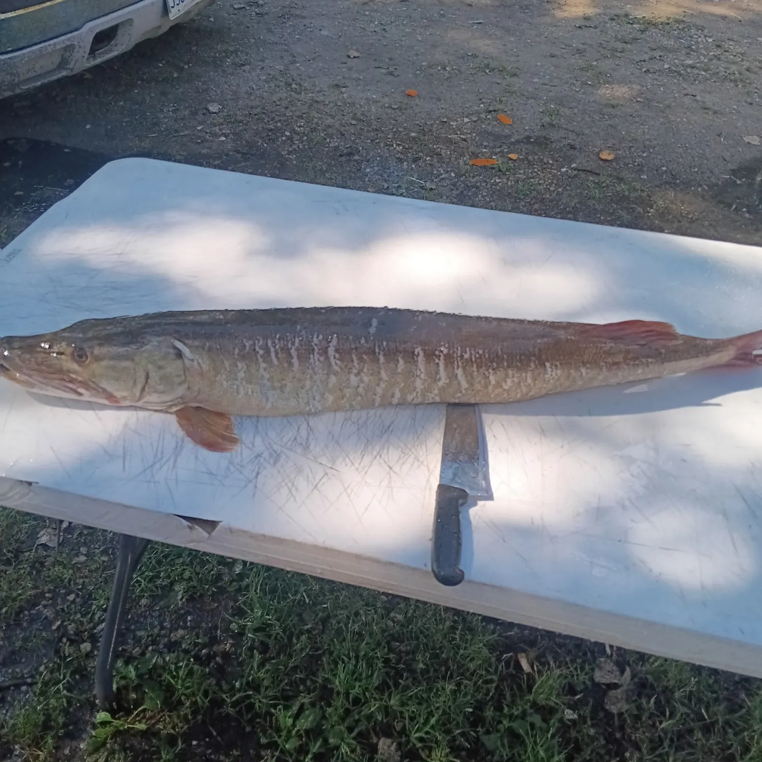 Muskie caught on Fishbrain