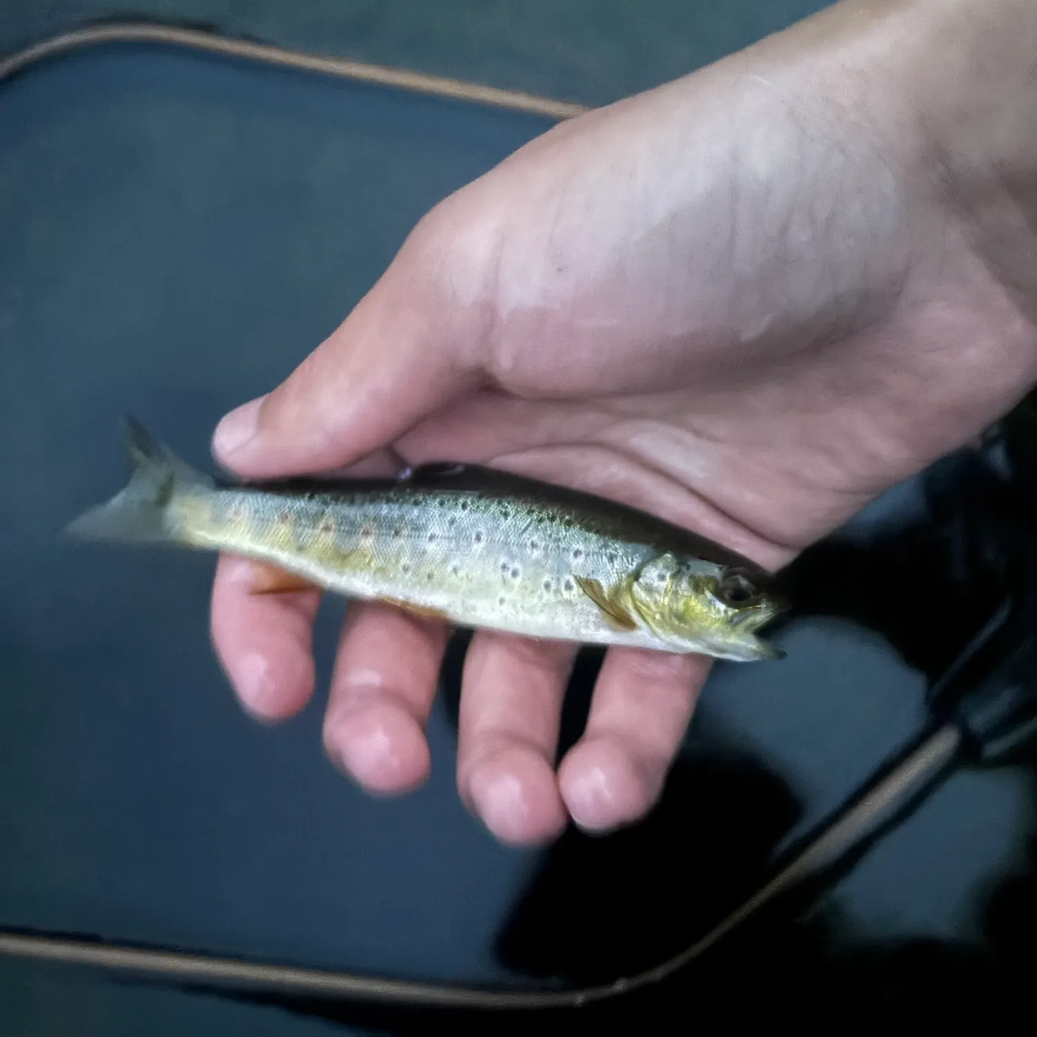 Brown trout caught on Fishbrain