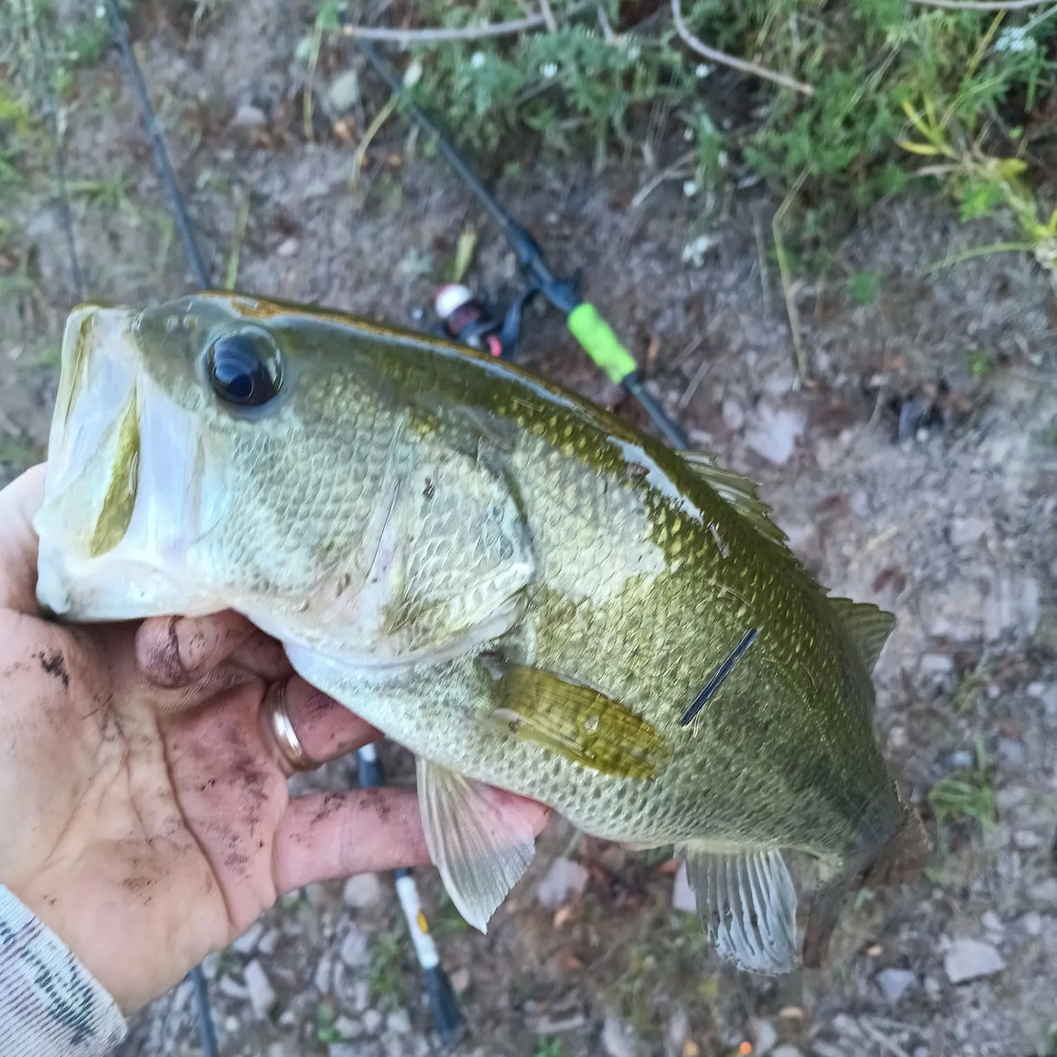 Largemouth bass caught on Fishbrain