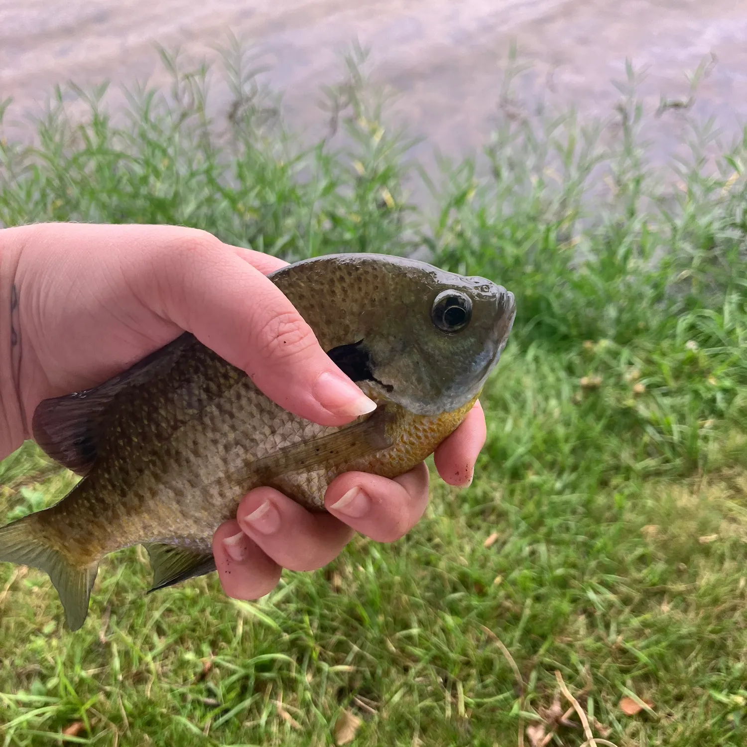 Bluegill caught on Fishbrain