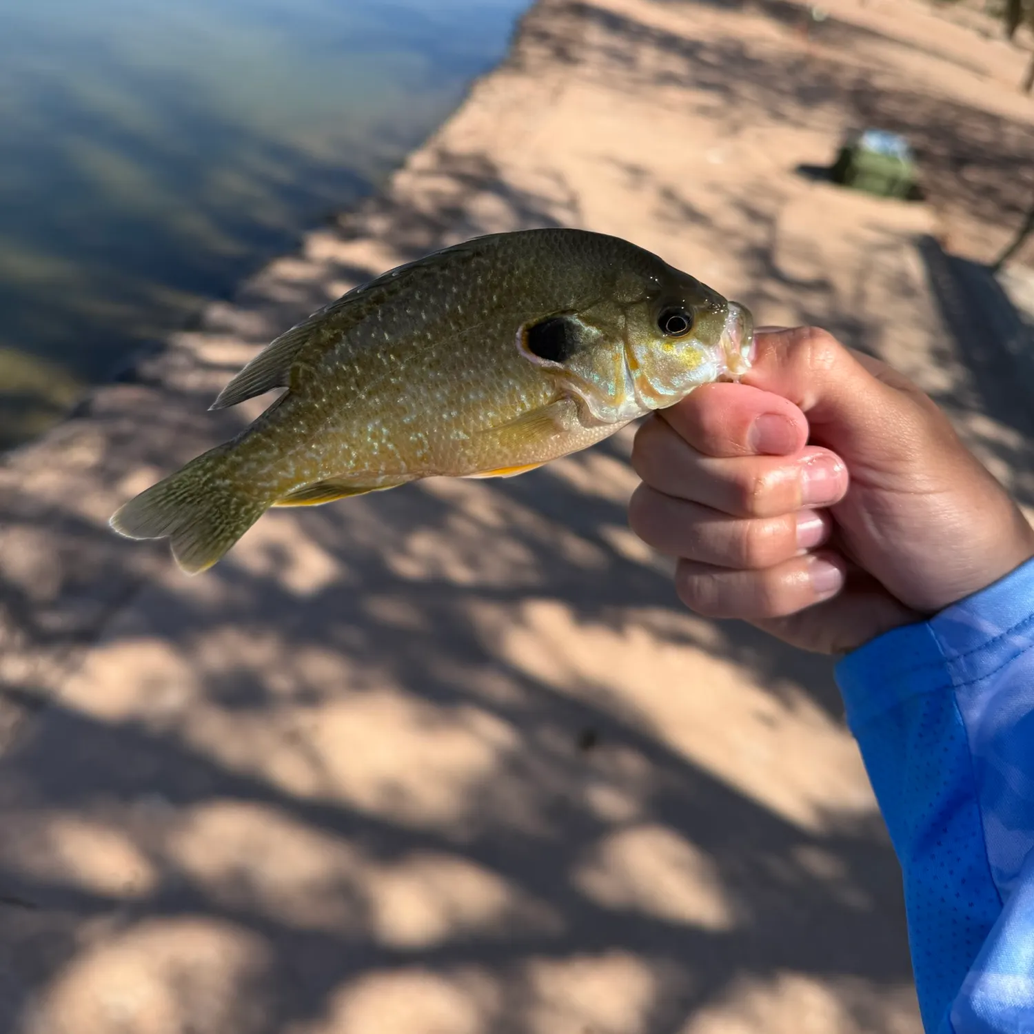 Greengill hybrid caught on Fishbrain