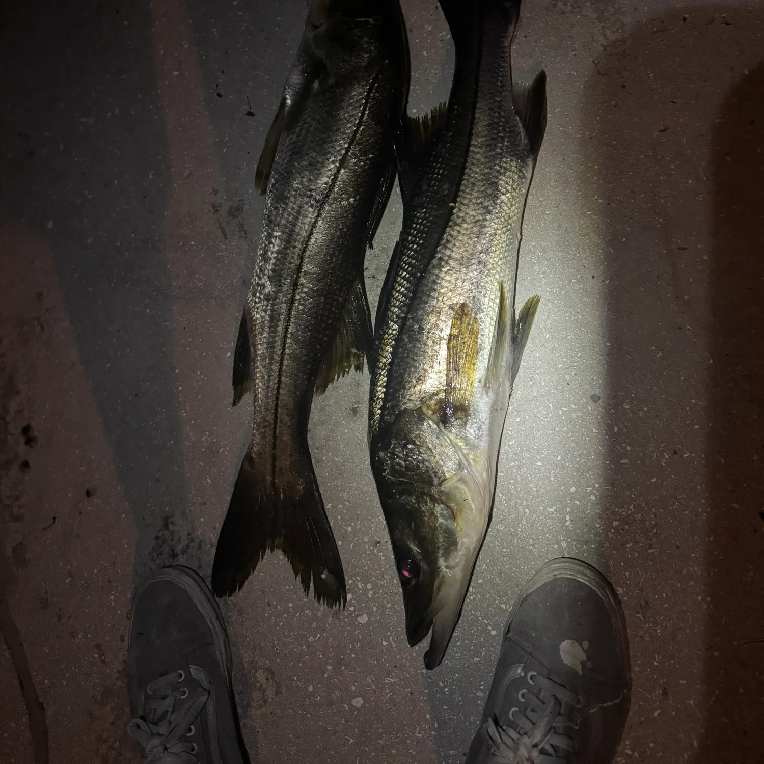 Common snook caught on Fishbrain