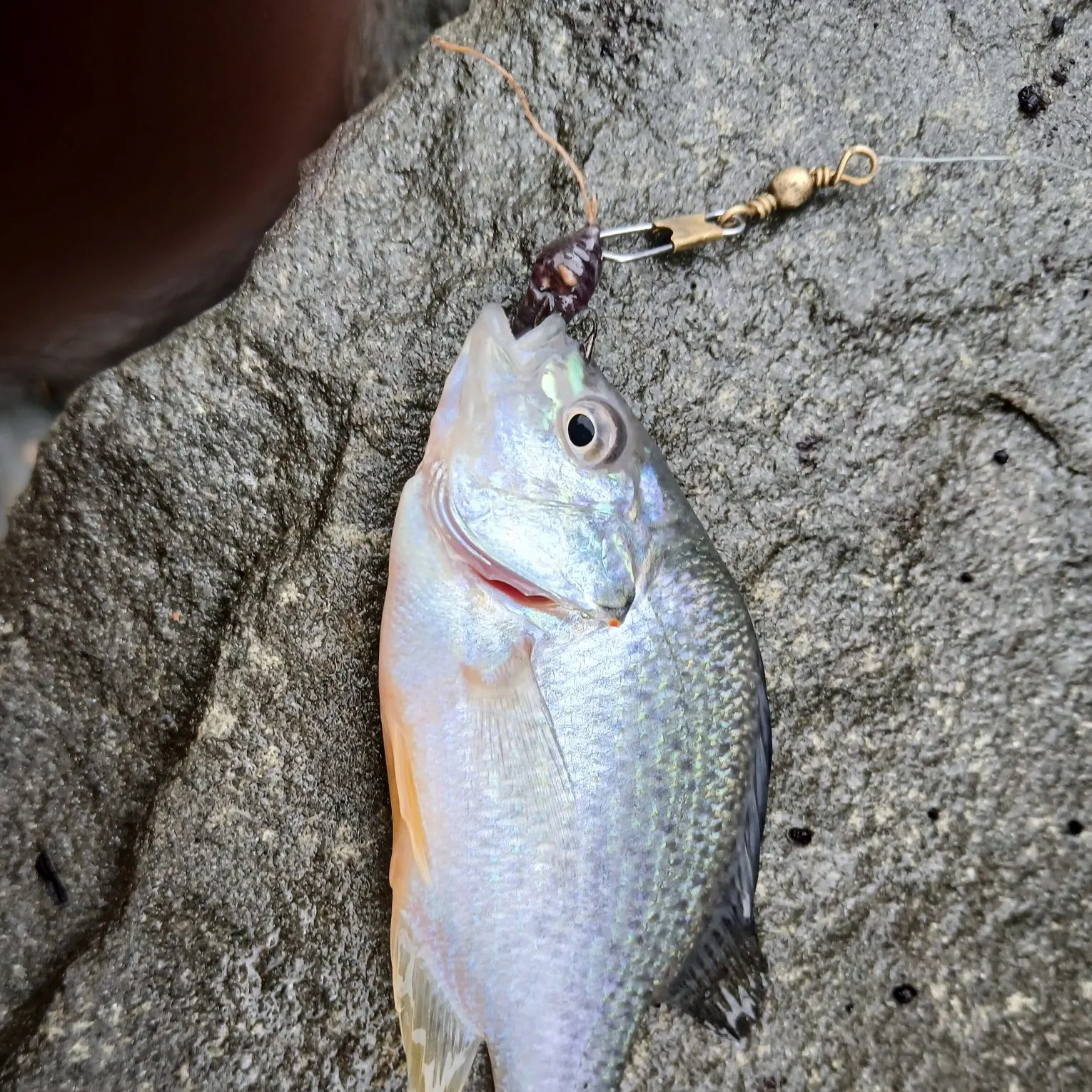 Redear sunfish caught on Fishbrain
