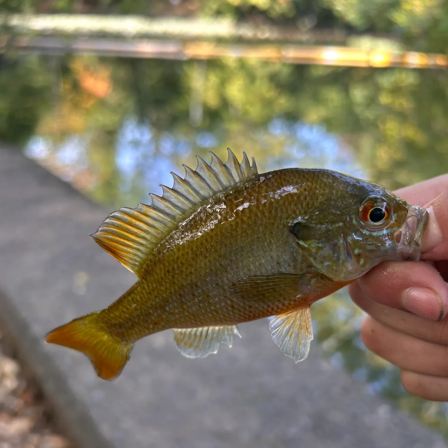 Redbreast sunfish caught on Fishbrain