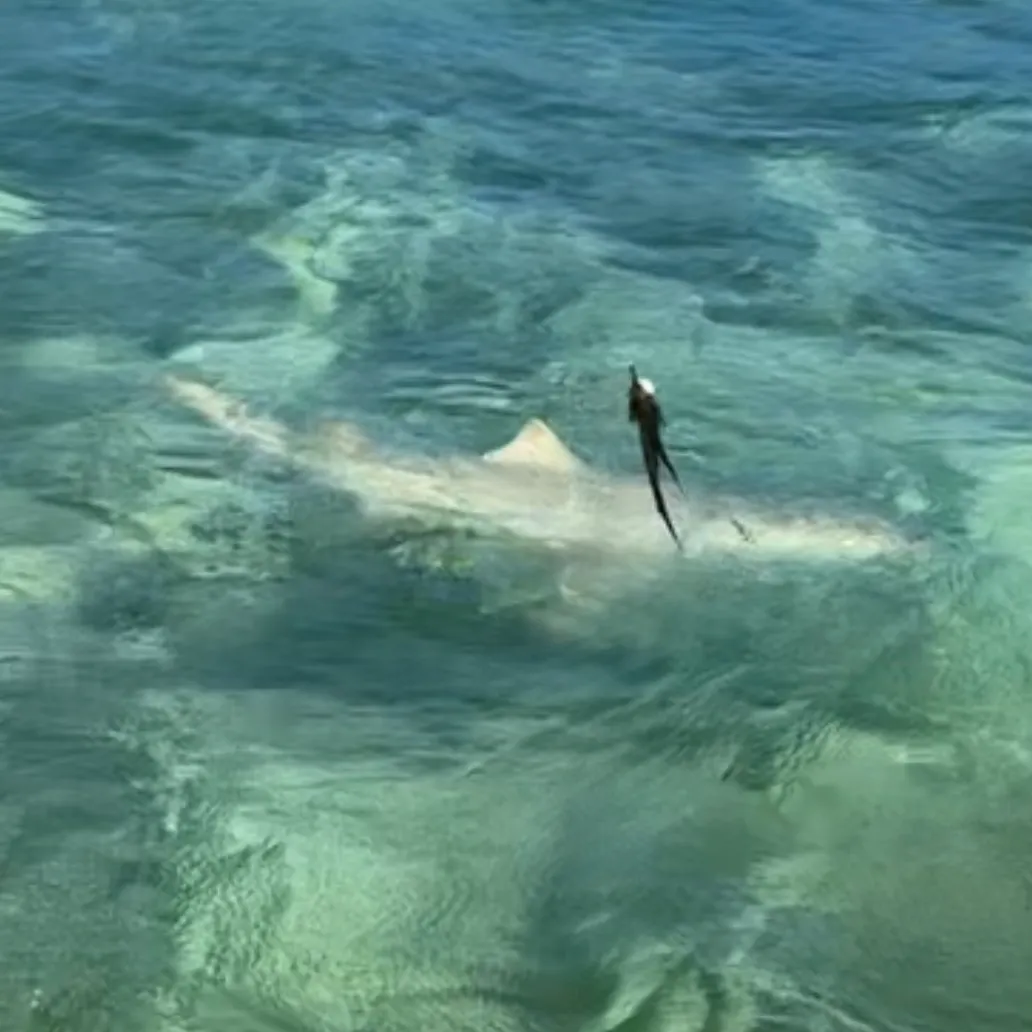 The most recent Sand tiger shark catches on Fishbrain