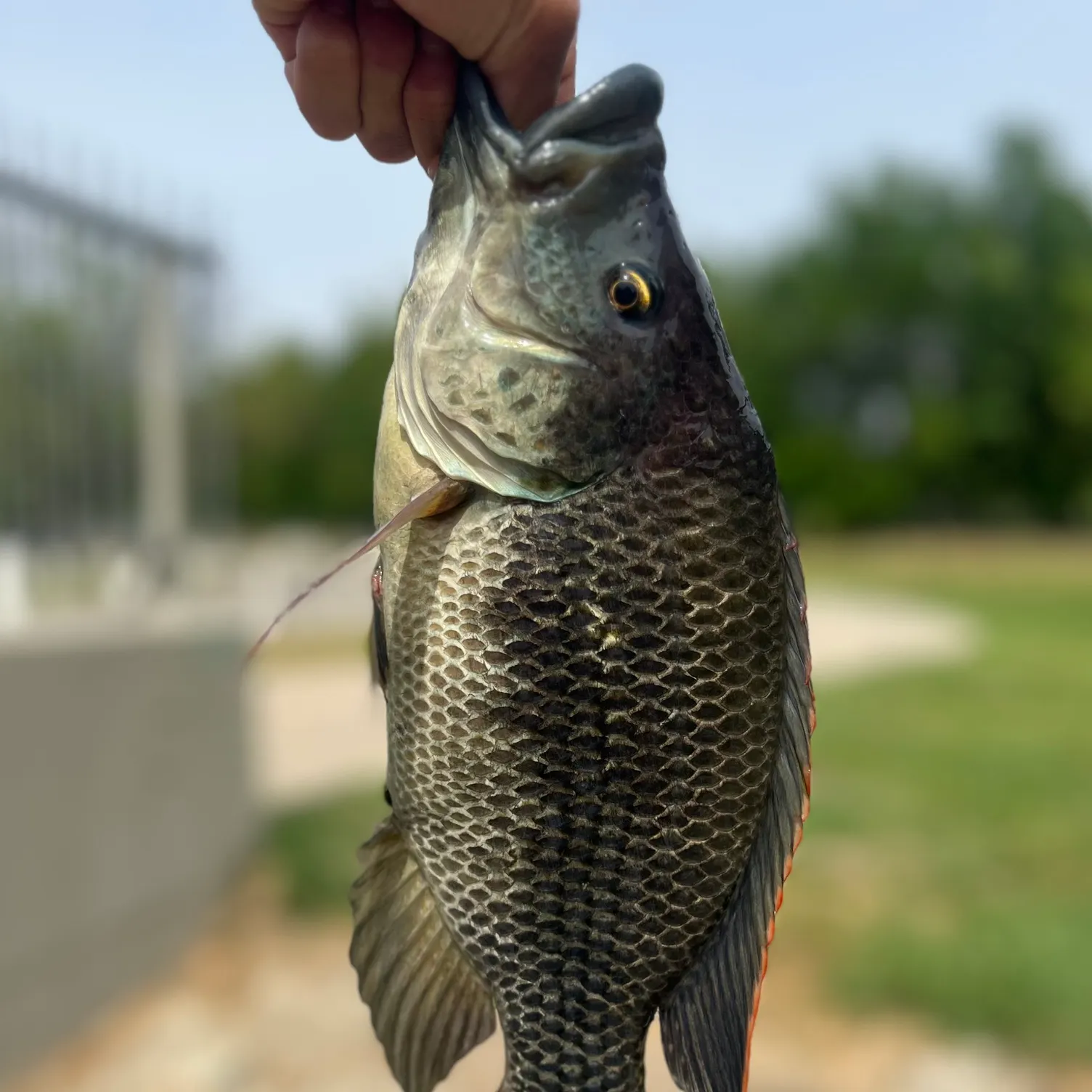 The most recent Mozambique tilapia catches on Fishbrain