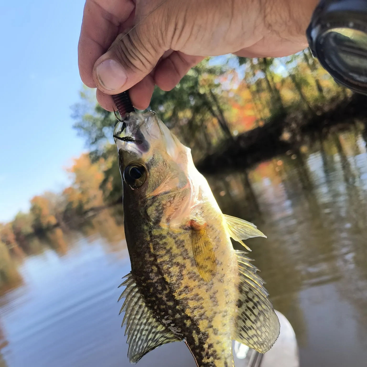 Black crappie caught on Fishbrain