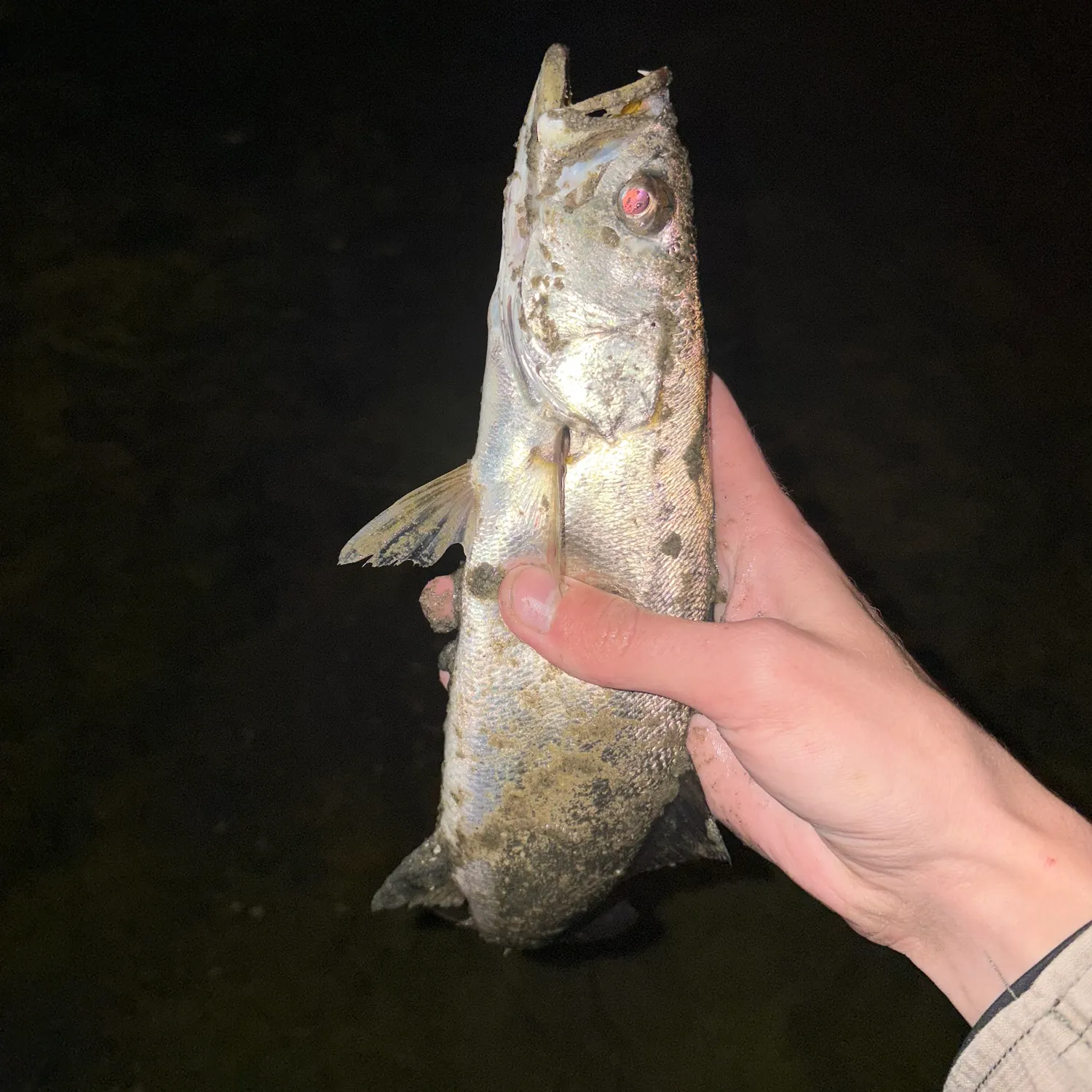 The most recent Orangemouth weakfish catches on Fishbrain