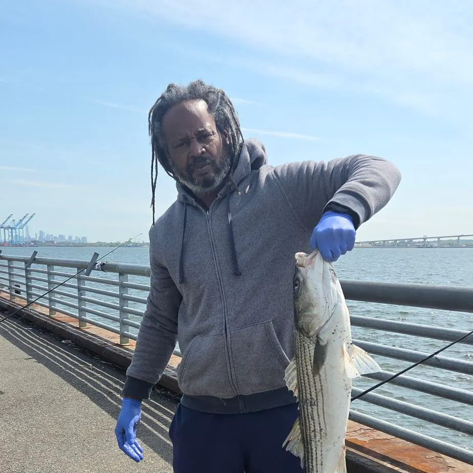 The most recent Striped bass catches on Fishbrain