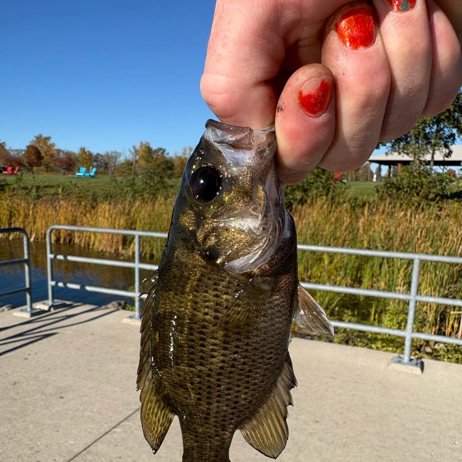 Rock bass caught on Fishbrain