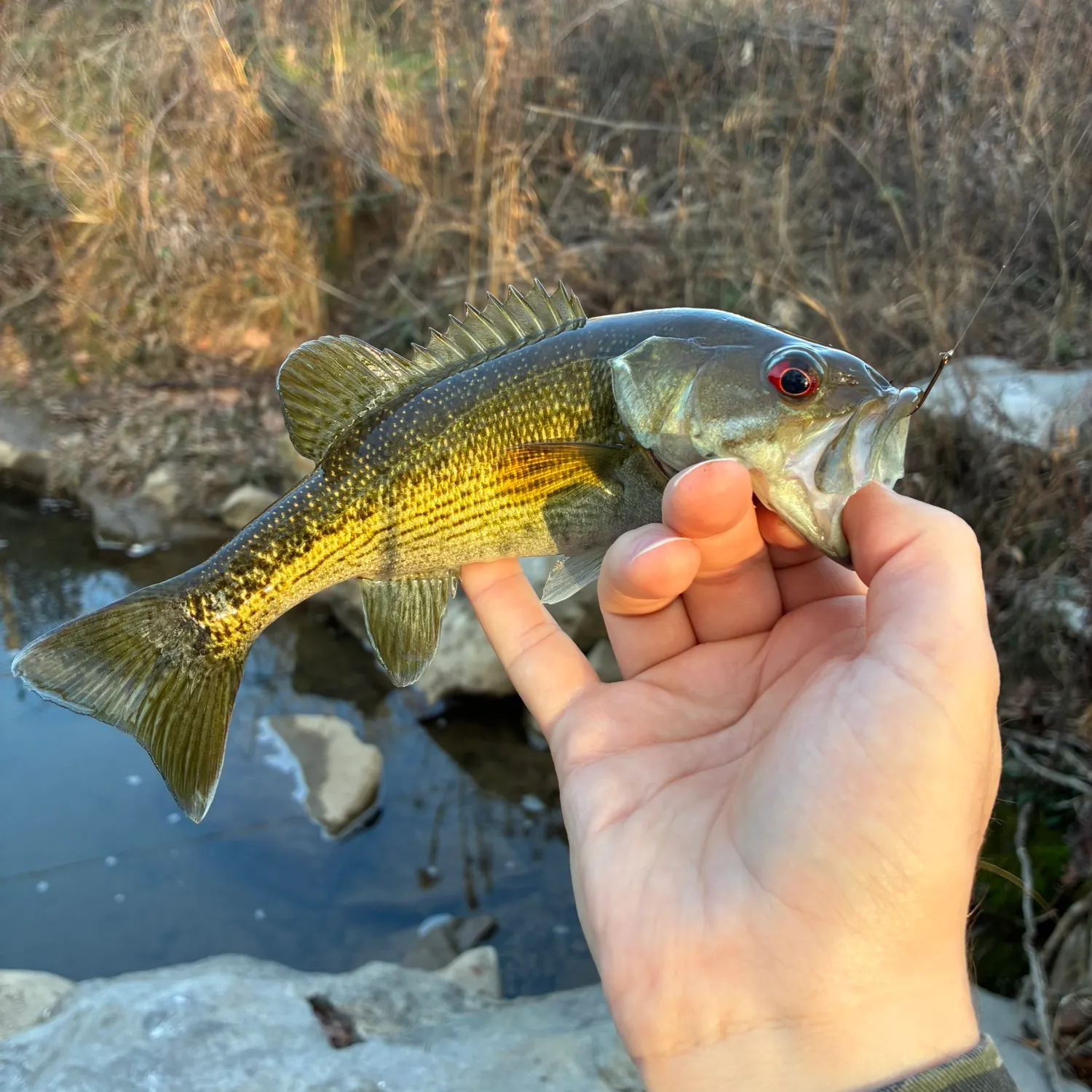 The most recent Cahaba bass catches on Fishbrain