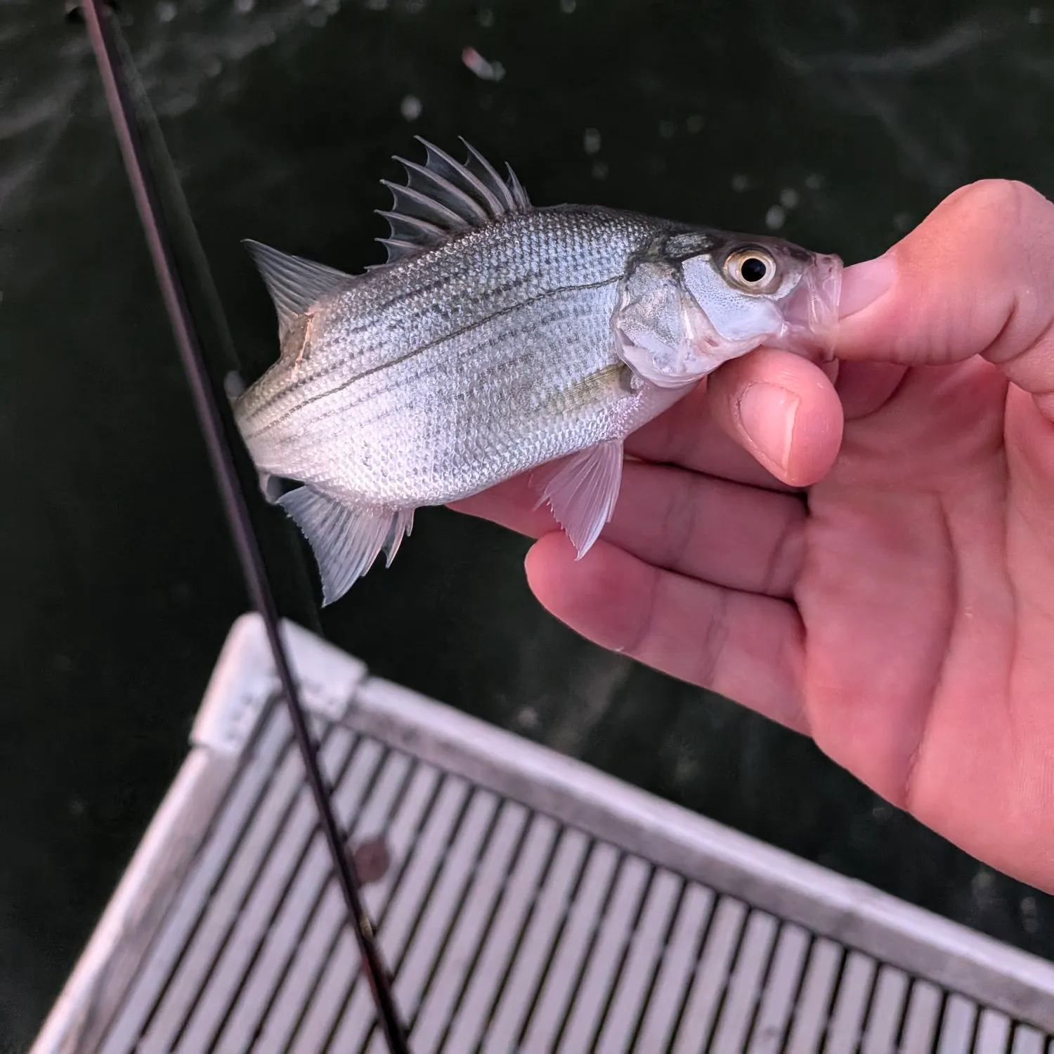White bass caught on Fishbrain