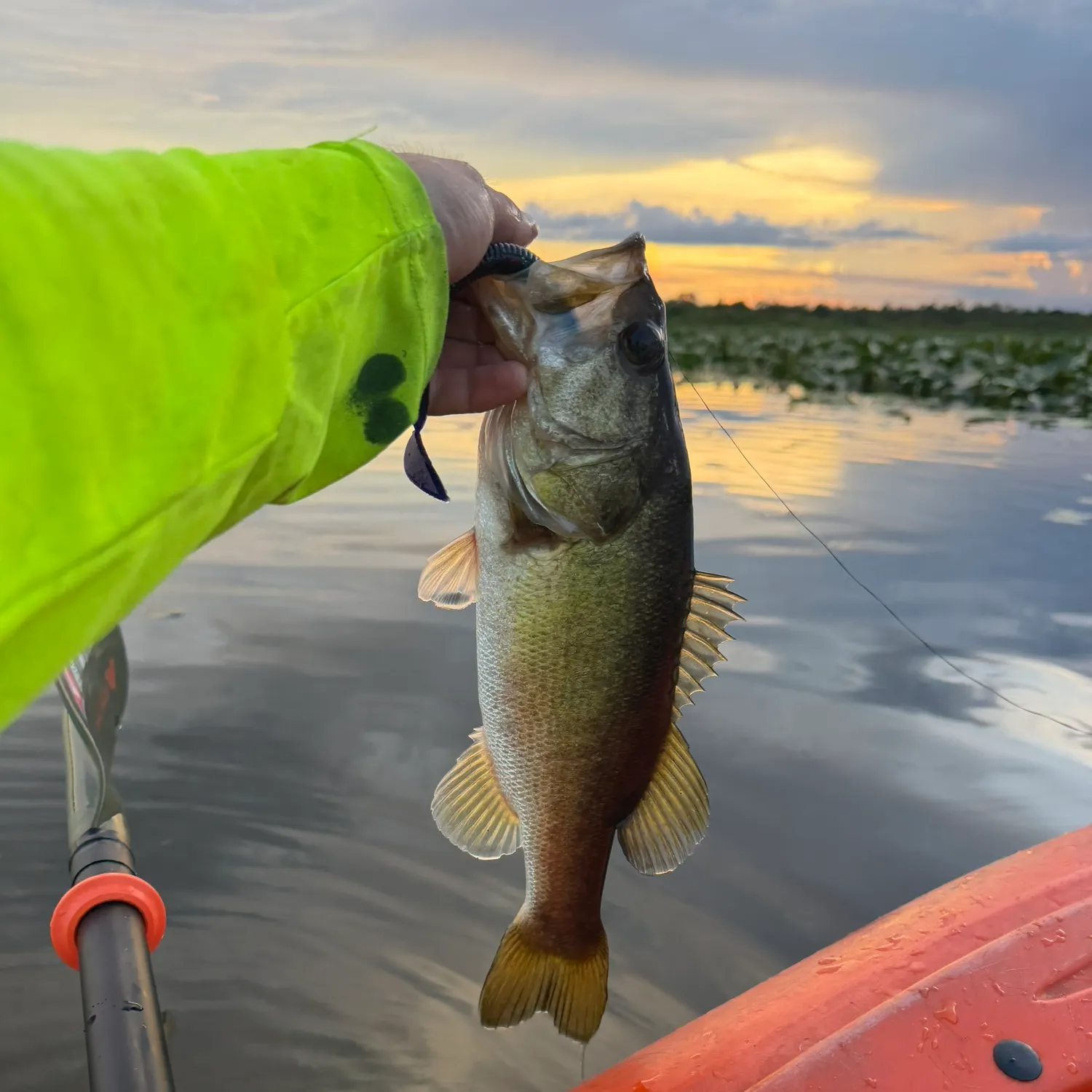 Largemouth bass caught on Fishbrain
