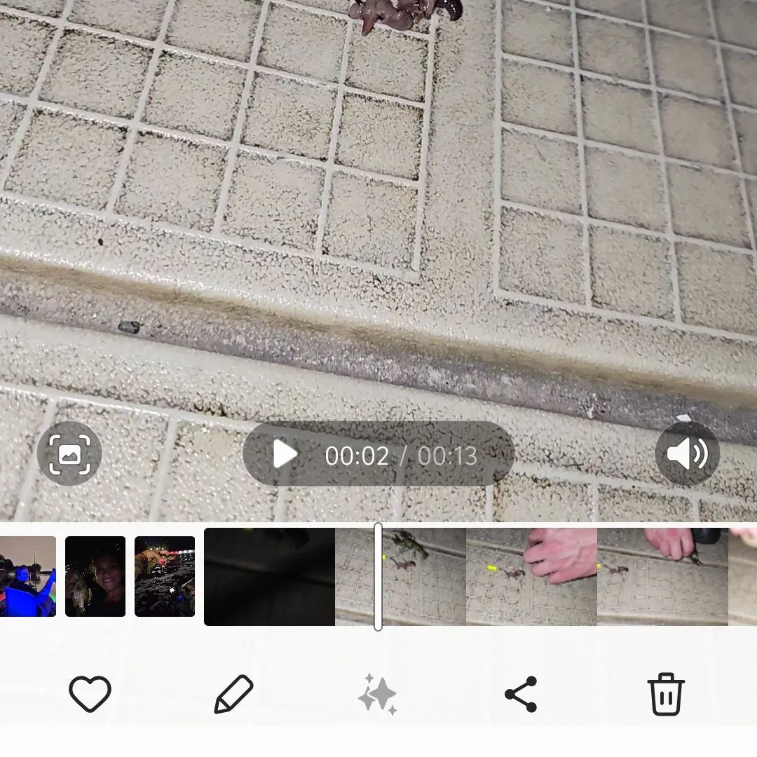 recently logged catches