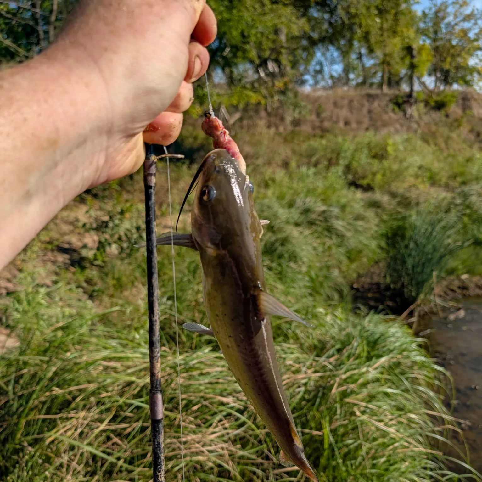 Channel catfish caught on Fishbrain