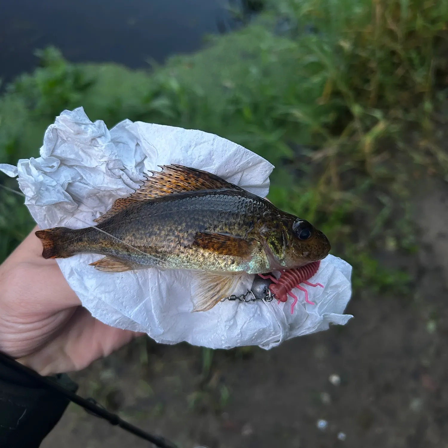 Eurasian ruffe caught on Fishbrain