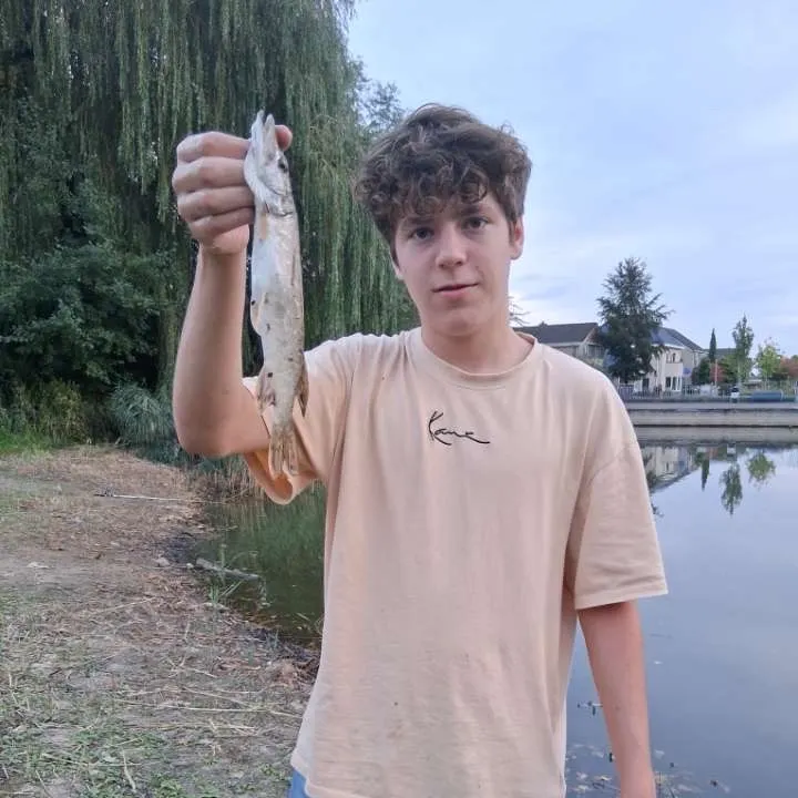 Northern pike caught on Fishbrain