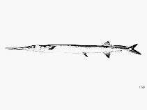 Pacific agujon needlefish