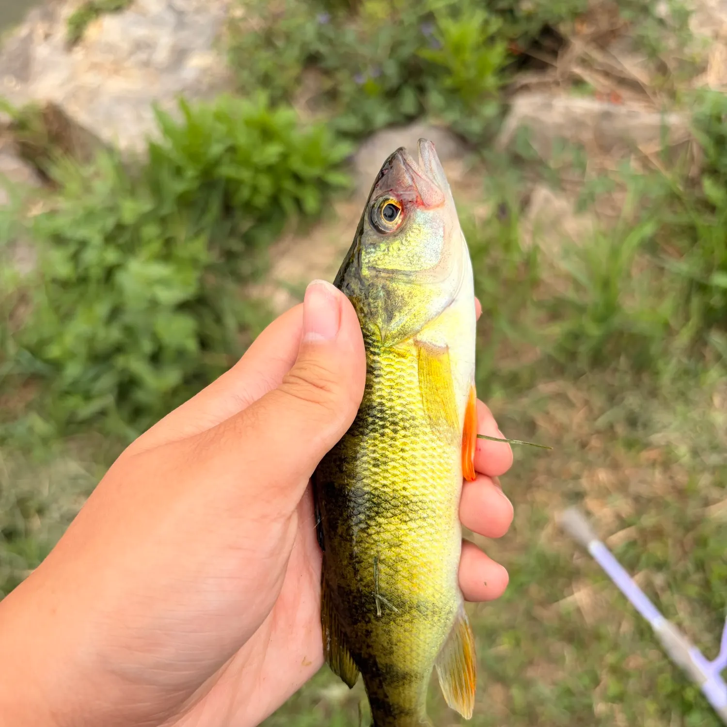 Yellow perch caught on Fishbrain