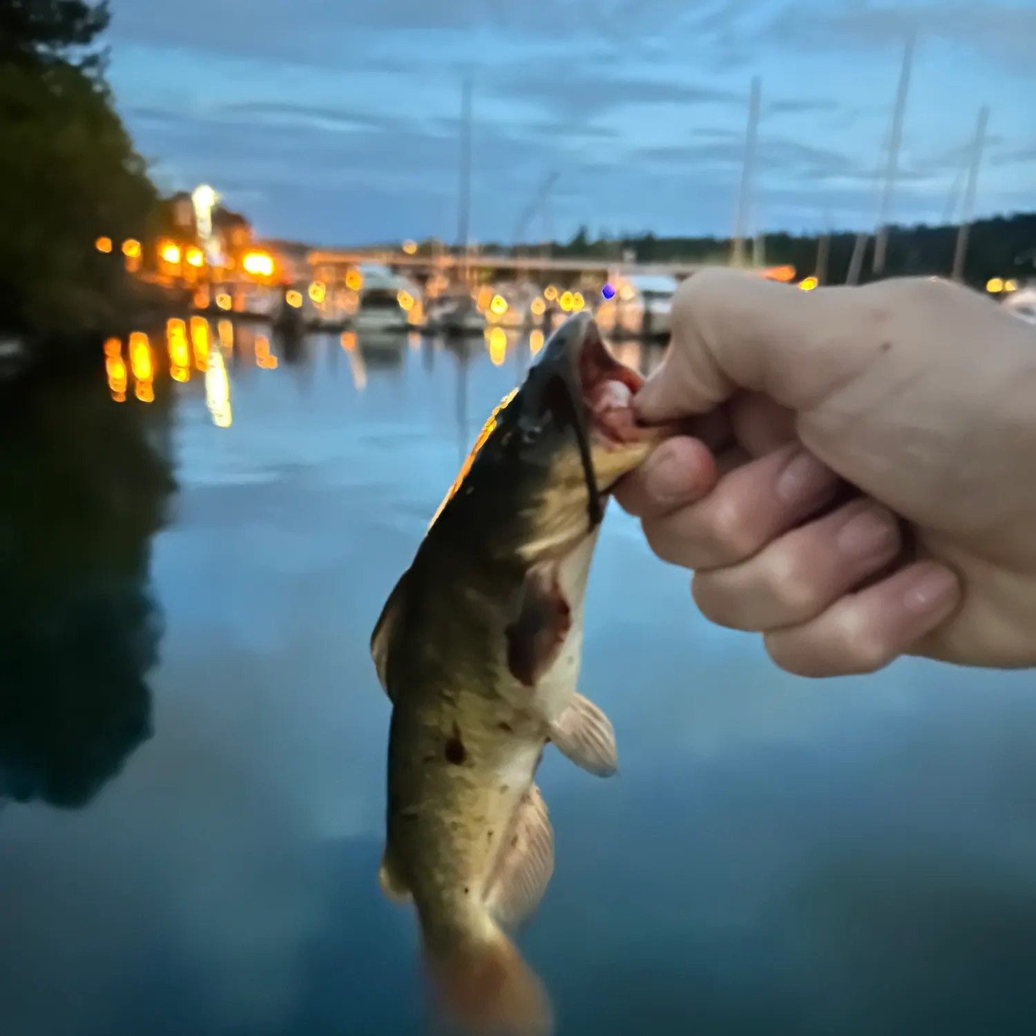 Black bullhead caught on Fishbrain