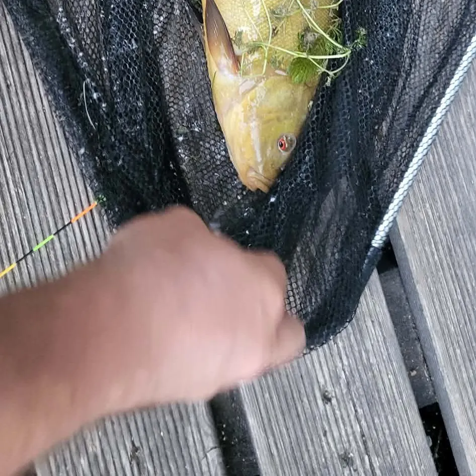 Tench caught on Fishbrain